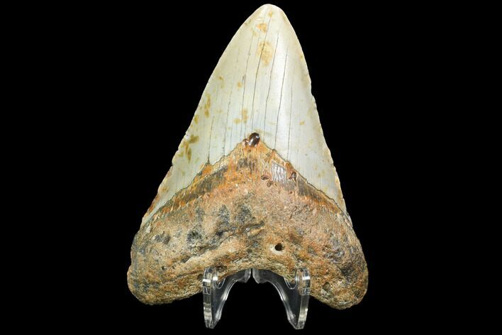 Fossil Megalodon Tooth - North Carolina #99331